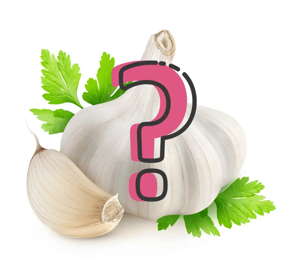 Can garlic cure ich in fish?