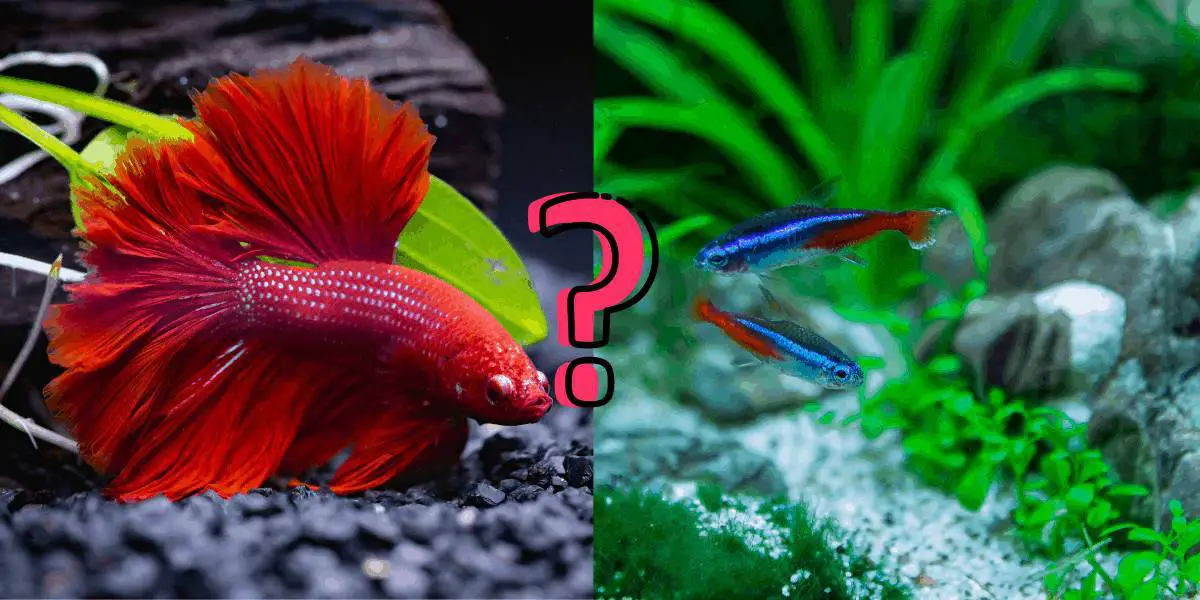 Can Neon Tetra and Betta Fish Be Tank Mates? - The Witty Fish