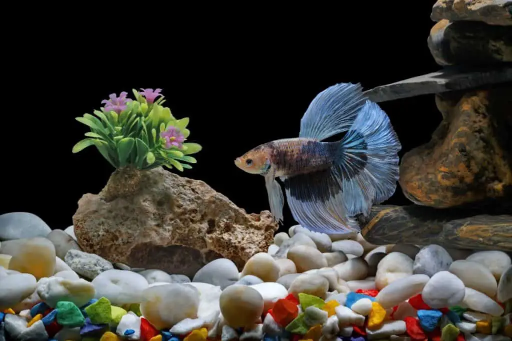 A male betta fish in an aquarium