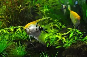 Angel fish in fertilized lush green planted aquarium