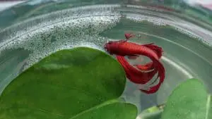 Betta fish making a bubble nest next to a plant