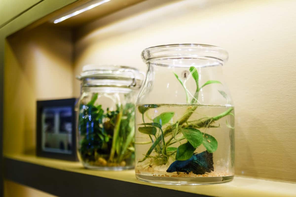 Does Your Betta Fish Need A Heater? The Witty Fish