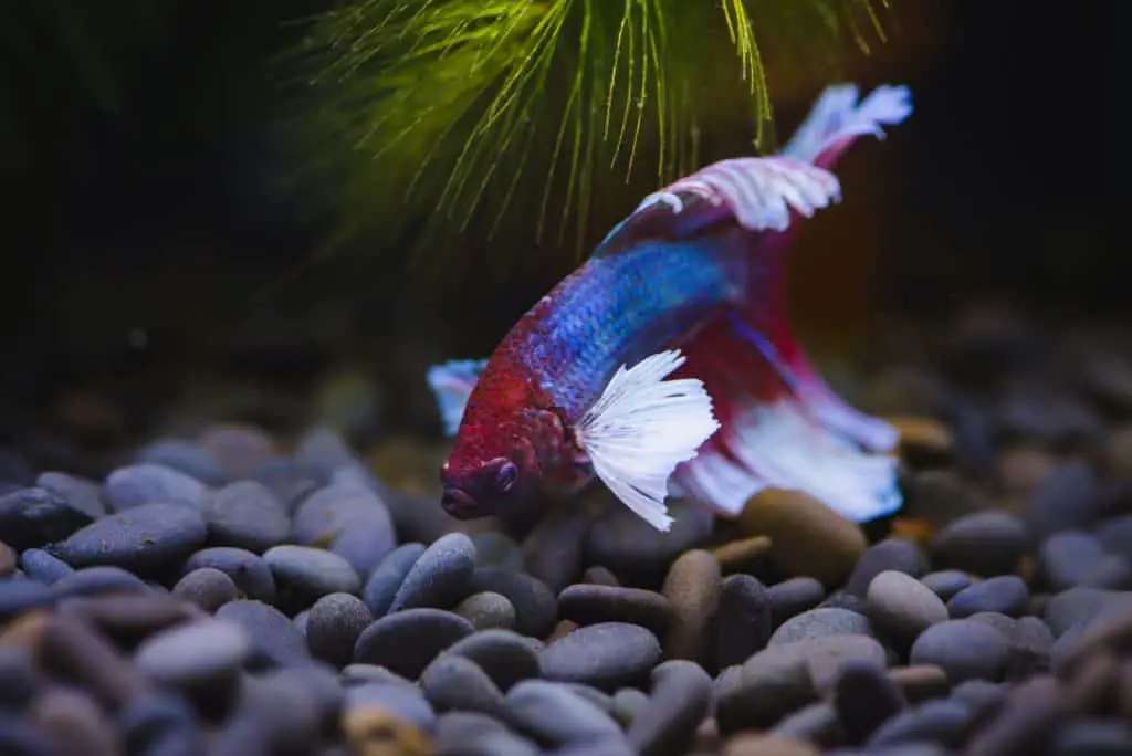 Betta fish in tank with black substrate