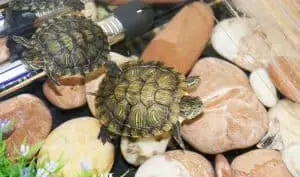 Two turtles in a tank with heater and stones
