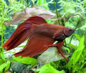 Red Betta with constipation and swim bladder disorder