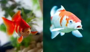 Goldfish side by side with a koi fish