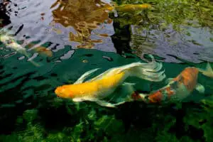 Beautiful yellow butterfly koi swimming in a pond
