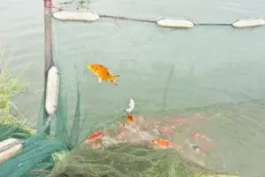 koi fish jumping out of water in crowded koi pond with netting