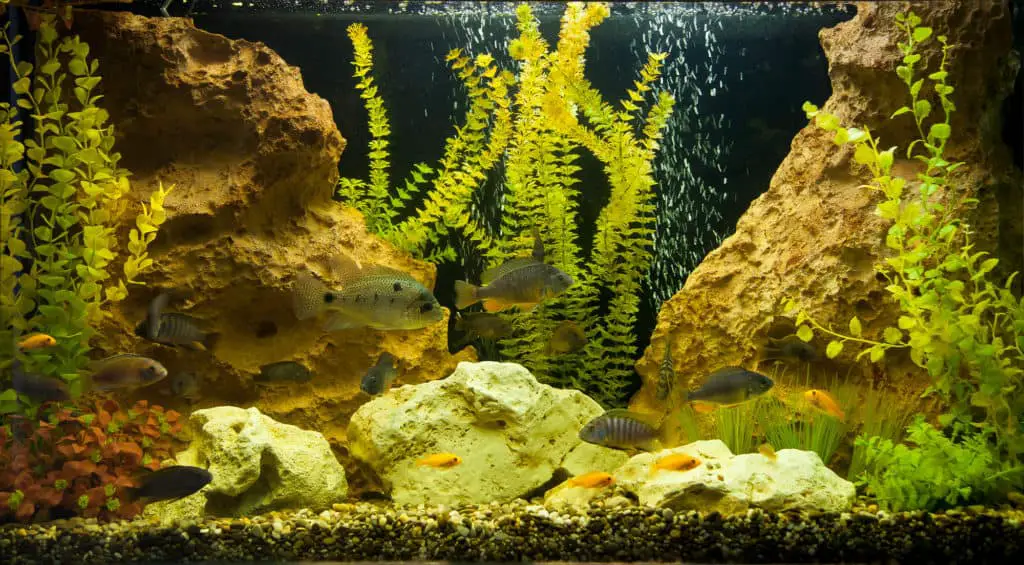 Freshwater aquarium with tropical fish